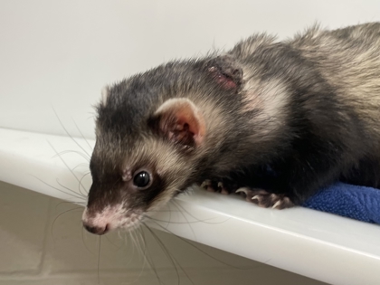FRED - Ferret available for adoption
