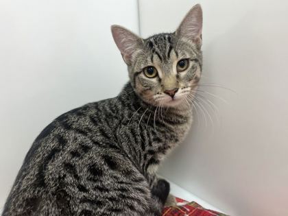 GAZELLE - Domestic Shorthair available for adoption