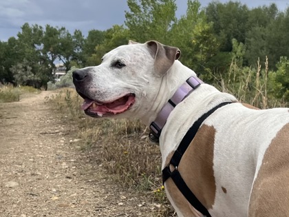BERNIE - American Pit Bull Terrier / Mix available for adoption