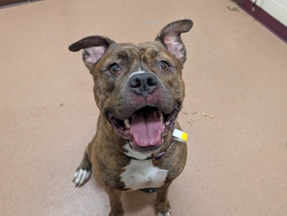 OSO - American Pit Bull Terrier / Mix available for adoption
