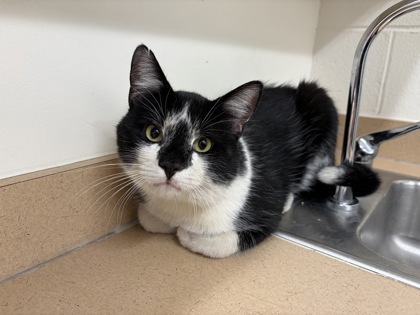 BATMAN - Domestic Shorthair available for adoption