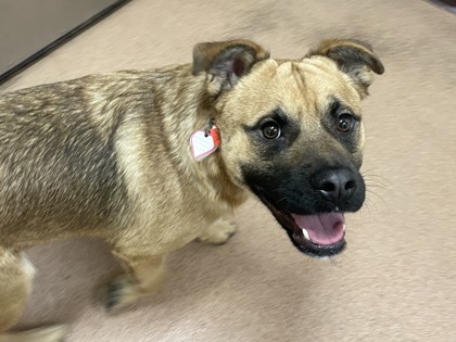 LITTLE BEAR - Shepherd / Mix available for adoption