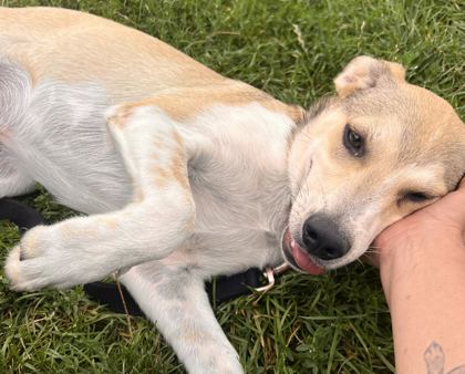 TACO BELL - Siberian Husky / German Shepherd available for adoption