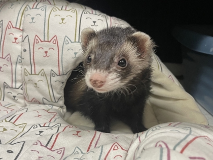 LUCY - Ferret available for adoption