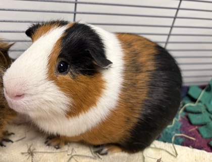 SMORES - Guinea Pig available for adoption