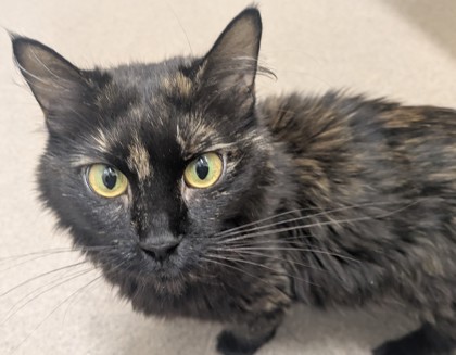 SQUEAK - Domestic Medium Hair available for adoption