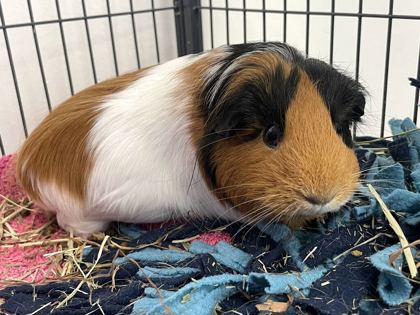 BUNGEE - Guinea Pig available for adoption