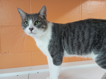 MALCOLM - Domestic Shorthair for adoption in Boulder