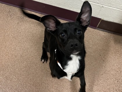 GIZMO - Short Coat Chihuahua / Mix available for adoption