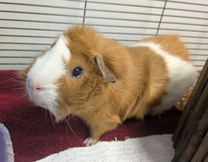 BEEP BEEP - Guinea Pig available for adoption
