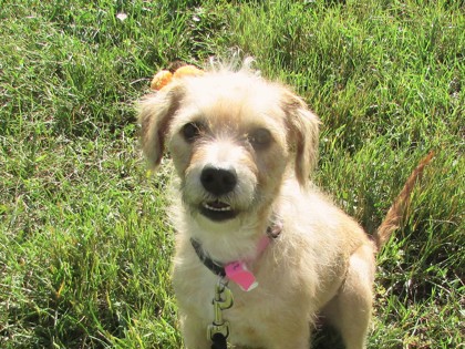 JILLY - Terrier / Mix available for adoption