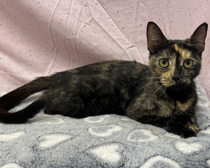 MELISSA - Domestic Shorthair available for adoption