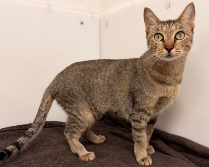 JADE - Domestic Shorthair available for adoption