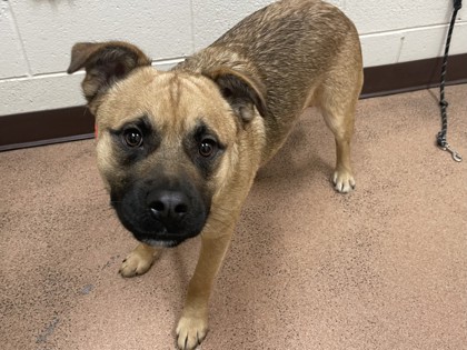 LITTLE BEAR - Shepherd / Mix available for adoption