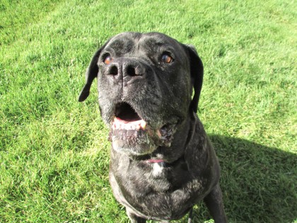 HAZEL - Mastiff / Mix available for adoption