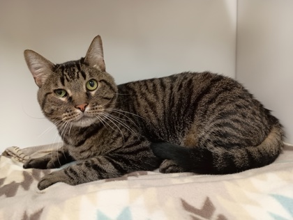 MOOSE - Domestic Shorthair available for adoption