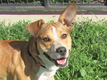 BENITO - Standard Smooth Haired Dachshund / Mix available for adoption