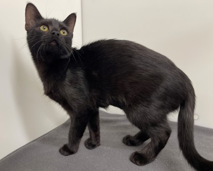 LISA - Domestic Shorthair available for adoption