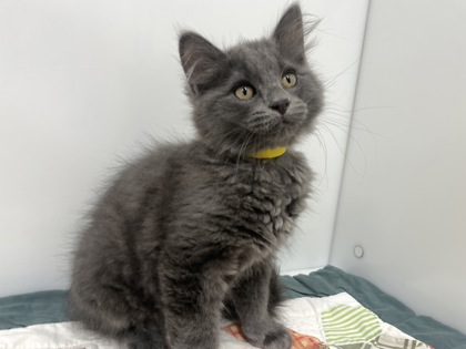CLARENCE - Domestic Longhair available for adoption