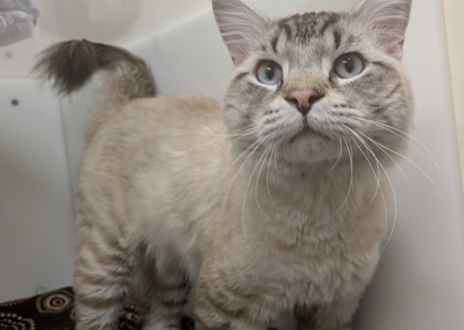 EGG NOODLE - Ragdoll / Mix available for adoption