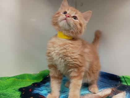 CREAMSICLE - Domestic Shorthair available for adoption