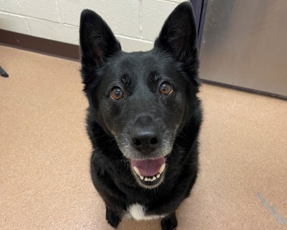MARCEE - Border Collie / Mix available for adoption