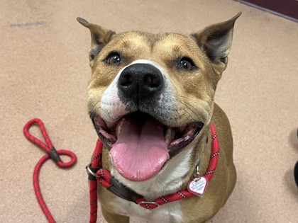 ANISE - American Pit Bull Terrier / Mix available for adoption