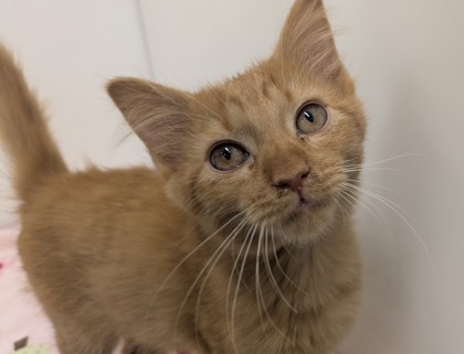 BERT - Domestic Shorthair available for adoption