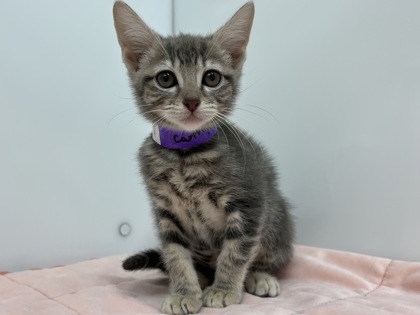 CATHY - Domestic Shorthair available for adoption