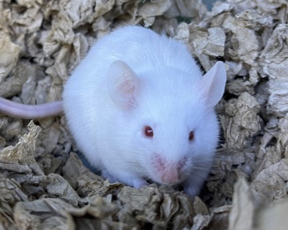 GIMLI - Mouse available for adoption