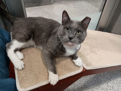 TOM COLLINS - Domestic Shorthair available for adoption
