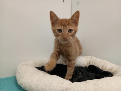 BABYBELLE - Domestic Shorthair available for adoption