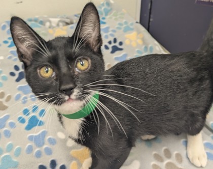 DICE - Domestic Shorthair available for adoption