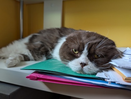 BANDIT - Scottish Fold available for adoption