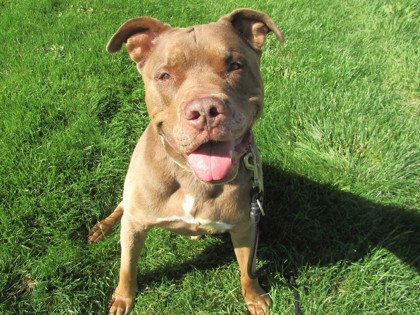 BRONX - American Pit Bull Terrier / Mix available for adoption