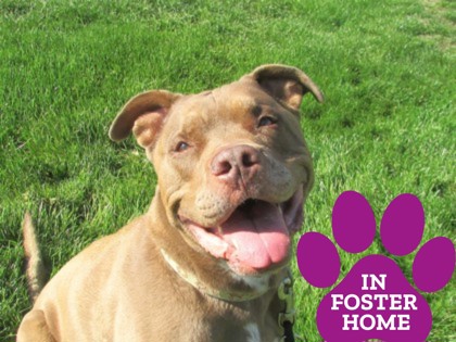 BRONX - American Pit Bull Terrier / Mix available for adoption