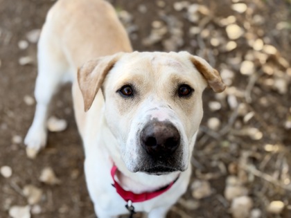 BIRDIE - Labrador Retriever / Mix available for adoption