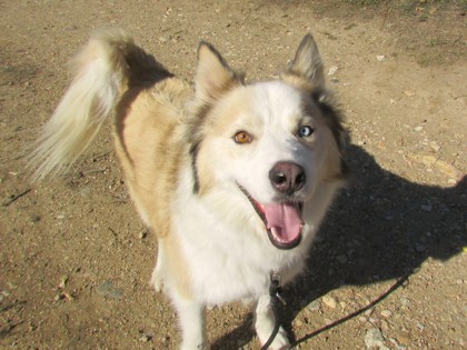 AIOLI - Siberian Husky / Mix available for adoption