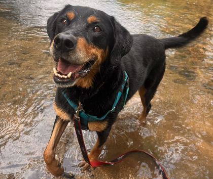 LADY - Labrador Retriever / Mix available for adoption