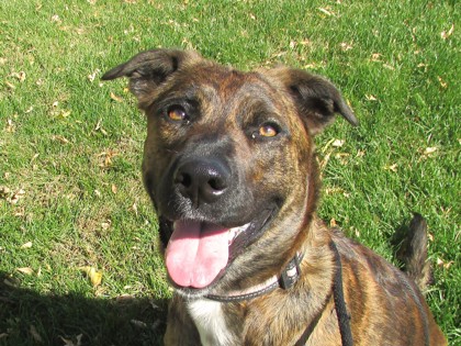 ADDIE - Dutch Shepherd / Mix available for adoption