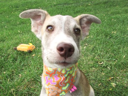 KURT - Siberian Husky / Mix available for adoption
