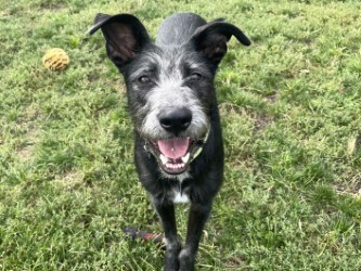 PATRICK - Standard Schnauzer / Mix available for adoption