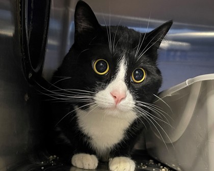 THE MAYOR - Domestic Shorthair available for adoption
