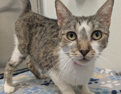 BRIE - Domestic Shorthair available for adoption