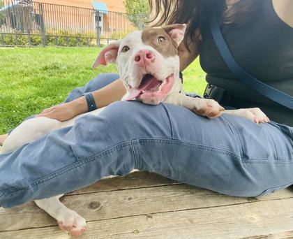 DOLLY - American Pit Bull Terrier / Mix available for adoption