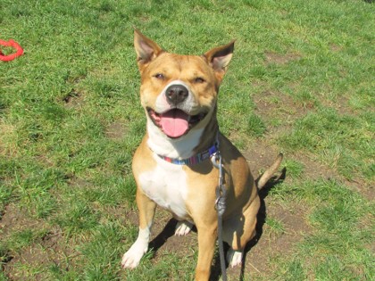 ANISE - American Pit Bull Terrier / Mix available for adoption