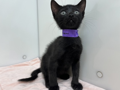 CASHEW - Domestic Shorthair available for adoption