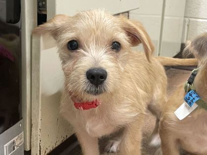 RICE CRISPIES - Terrier / Mix available for adoption