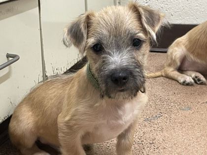 CAP'N CRUNCH - Terrier / Mix available for adoption