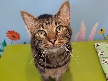 PRINCE - Domestic Shorthair available for adoption